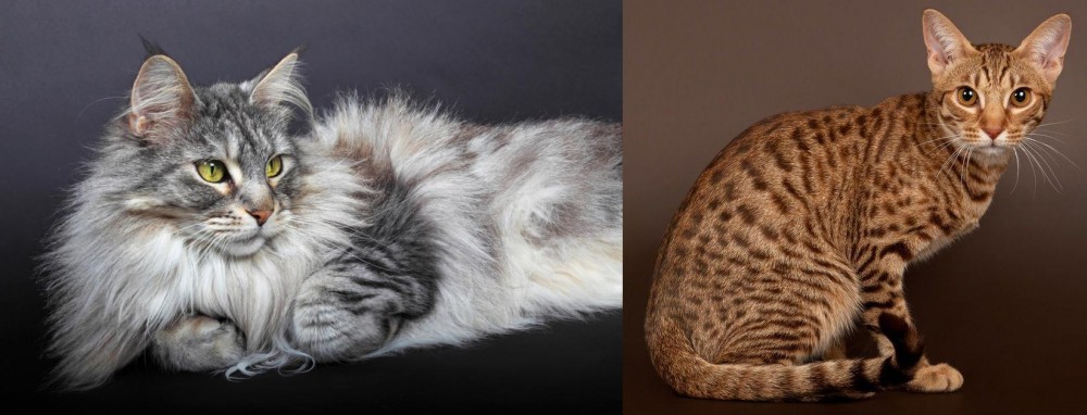 Ocicat vs Domestic Longhaired Cat - Breed Comparison