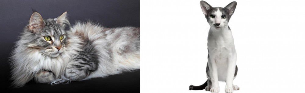 Oriental Bicolour vs Domestic Longhaired Cat - Breed Comparison