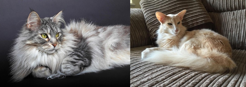 Oriental Longhair vs Domestic Longhaired Cat - Breed Comparison