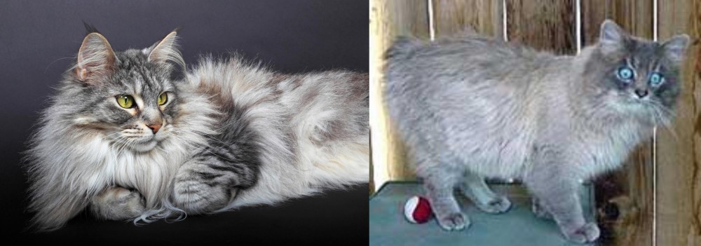 Owyhee Bob vs Domestic Longhaired Cat - Breed Comparison