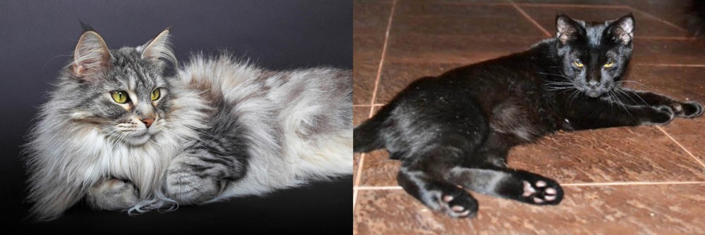 Pantherette vs Domestic Longhaired Cat - Breed Comparison