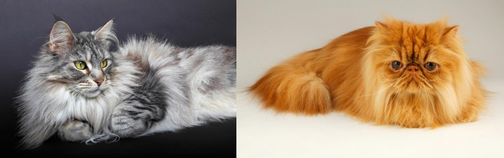 Persian vs Domestic Longhaired Cat - Breed Comparison