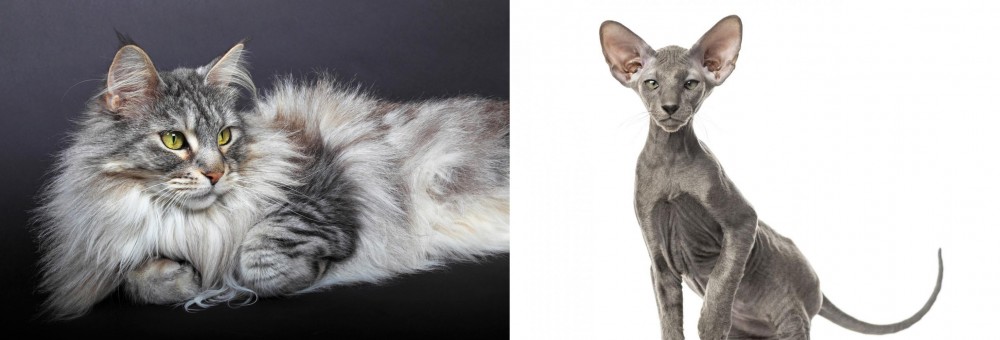 Peterbald vs Domestic Longhaired Cat - Breed Comparison