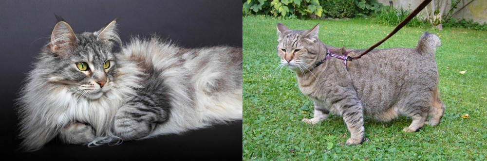Pixie-bob vs Domestic Longhaired Cat - Breed Comparison