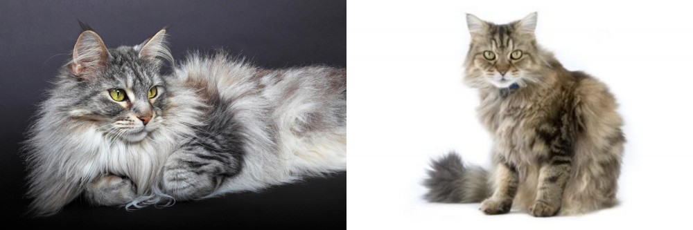 Ragamuffin vs Domestic Longhaired Cat - Breed Comparison