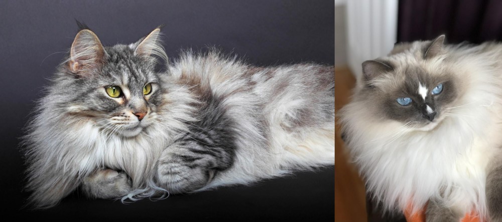 Ragdoll vs Domestic Longhaired Cat - Breed Comparison