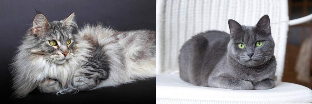 Russian Blue vs Domestic Longhaired Cat - Breed Comparison