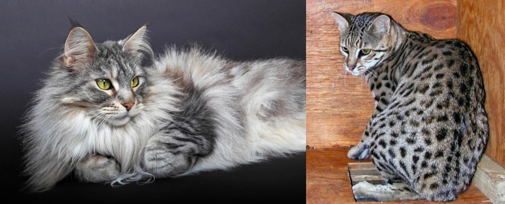 Safari vs Domestic Longhaired Cat - Breed Comparison