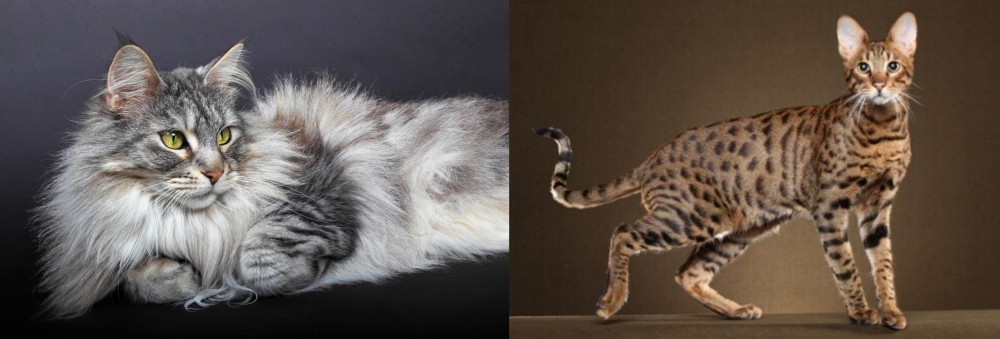 Savannah vs Domestic Longhaired Cat - Breed Comparison