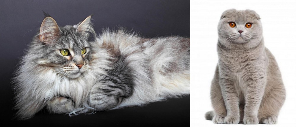 Scottish Fold vs Domestic Longhaired Cat - Breed Comparison