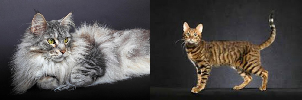 Serengeti vs Domestic Longhaired Cat - Breed Comparison