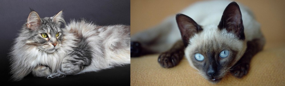 Siamese vs Domestic Longhaired Cat - Breed Comparison