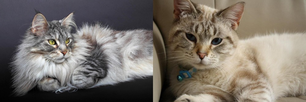 Siamese/Tabby vs Domestic Longhaired Cat - Breed Comparison