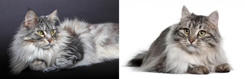 Siberian vs Domestic Longhaired Cat - Breed Comparison