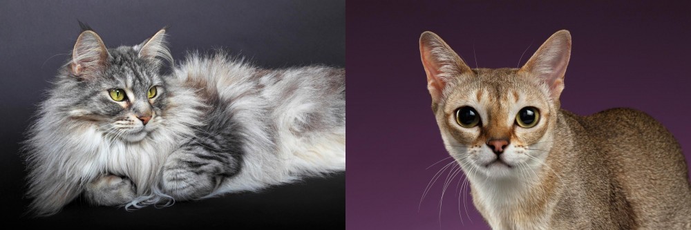 Singapura vs Domestic Longhaired Cat - Breed Comparison