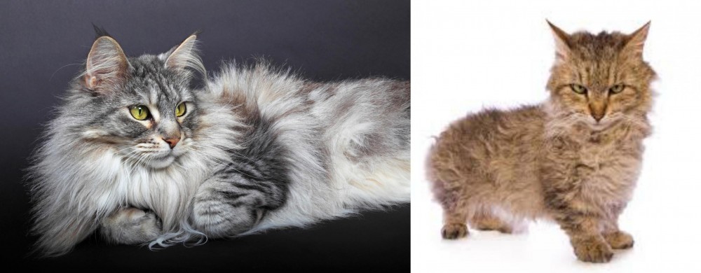 Skookum vs Domestic Longhaired Cat - Breed Comparison