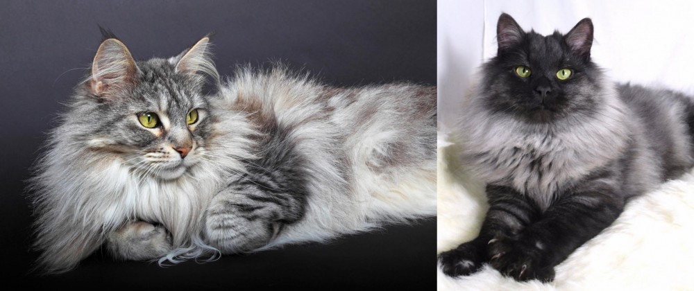 Smoke vs Domestic Longhaired Cat - Breed Comparison