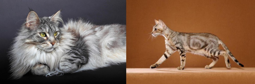 Sokoke vs Domestic Longhaired Cat - Breed Comparison