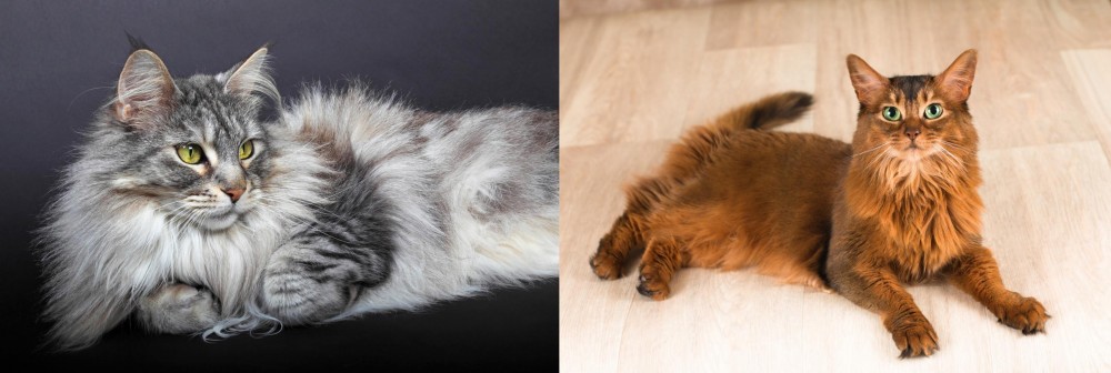 Somali vs Domestic Longhaired Cat - Breed Comparison