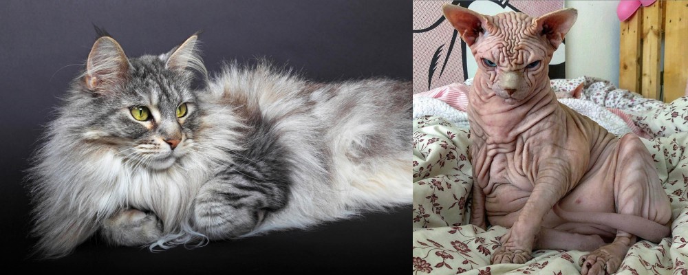 Sphynx vs Domestic Longhaired Cat - Breed Comparison