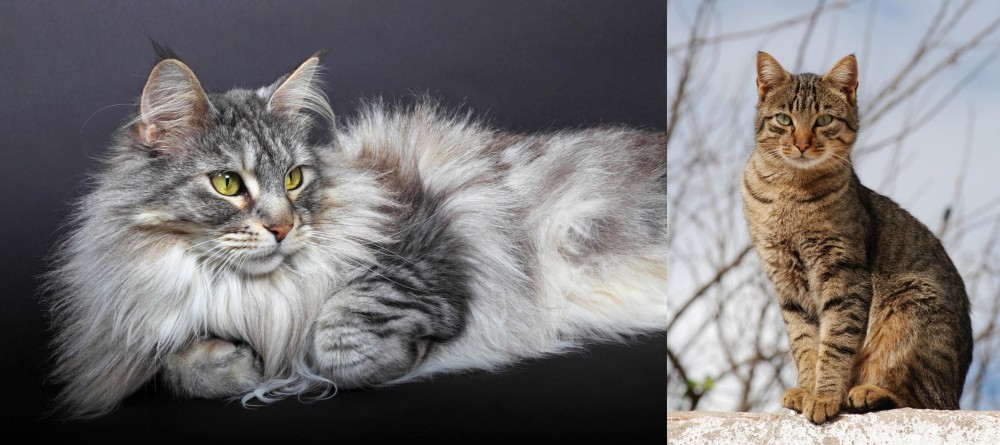 Tabby vs Domestic Longhaired Cat - Breed Comparison