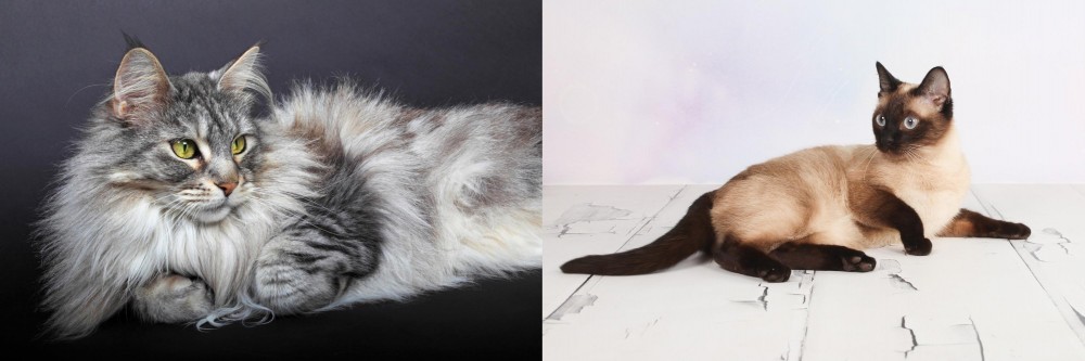 Thai vs Domestic Longhaired Cat - Breed Comparison