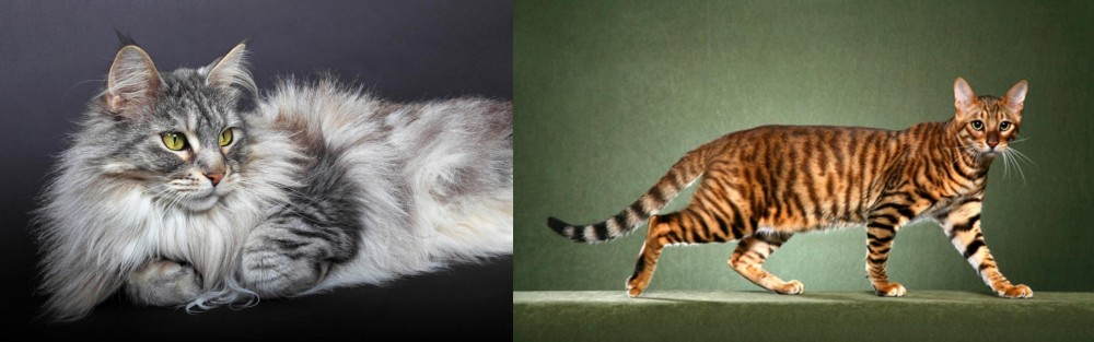 Toyger vs Domestic Longhaired Cat - Breed Comparison