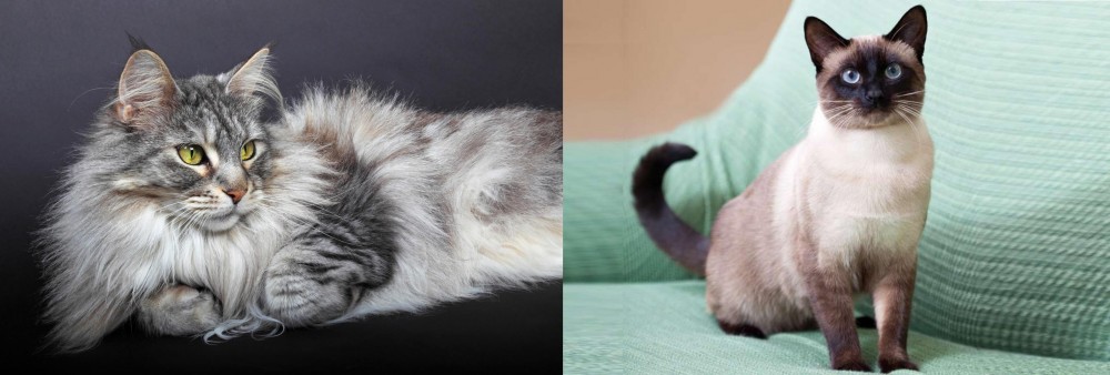 Traditional Siamese vs Domestic Longhaired Cat - Breed Comparison