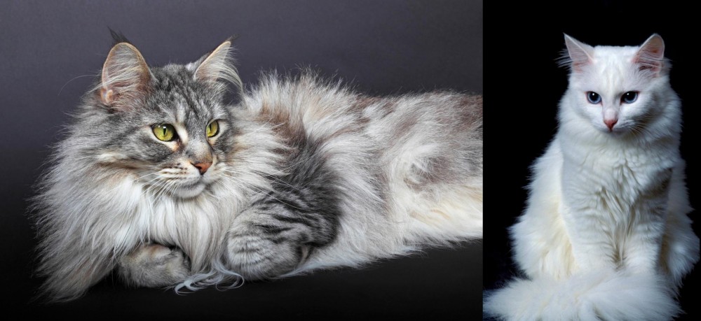 Turkish Angora vs Domestic Longhaired Cat - Breed Comparison