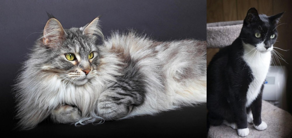 Tuxedo vs Domestic Longhaired Cat - Breed Comparison