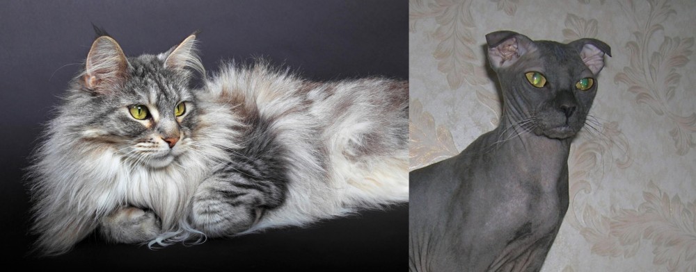 Ukrainian Levkoy vs Domestic Longhaired Cat - Breed Comparison