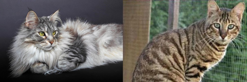 Ussuri vs Domestic Longhaired Cat - Breed Comparison