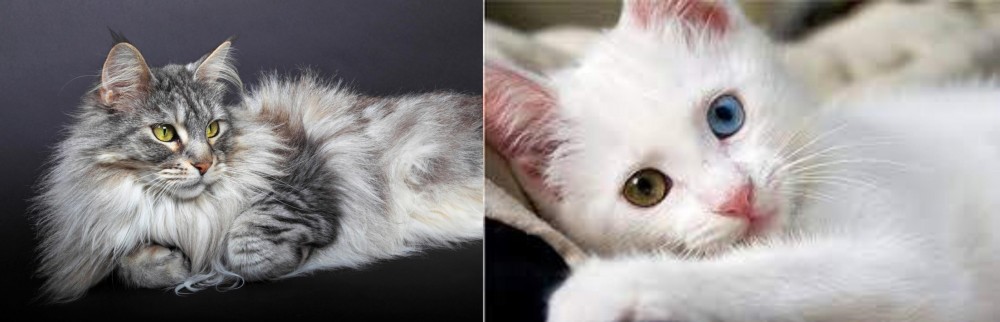 Van Kedisi vs Domestic Longhaired Cat - Breed Comparison