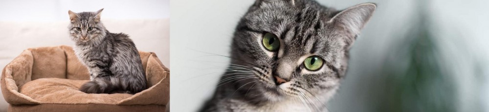 Domestic Shorthaired Cat vs Domestic Mediumhair - Breed Comparison