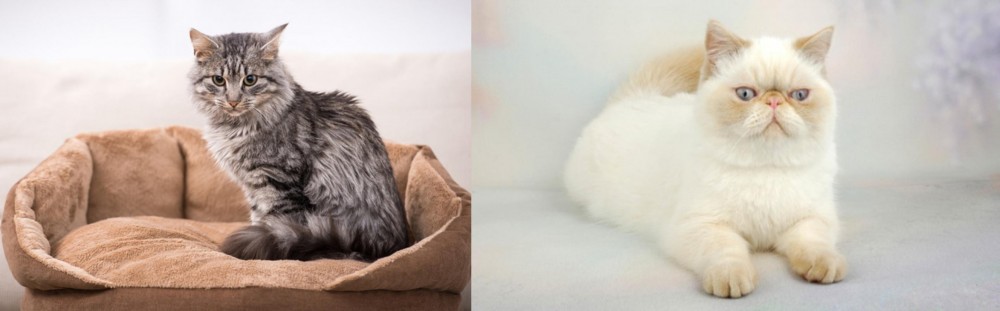 Exotic Shorthair vs Domestic Mediumhair - Breed Comparison