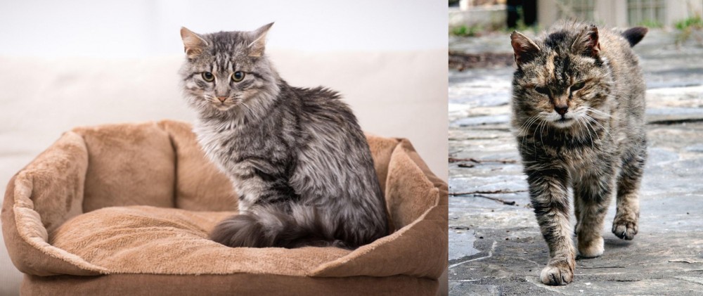 Farm Cat vs Domestic Mediumhair - Breed Comparison