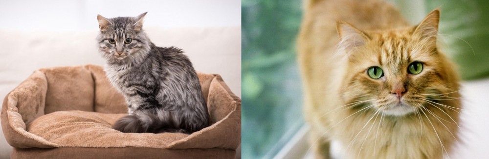 Ginger Tabby vs Domestic Mediumhair - Breed Comparison