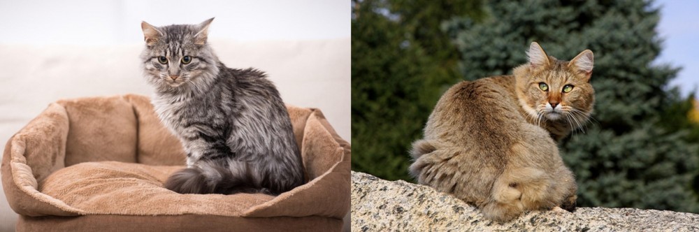 Jungle-Bob vs Domestic Mediumhair - Breed Comparison