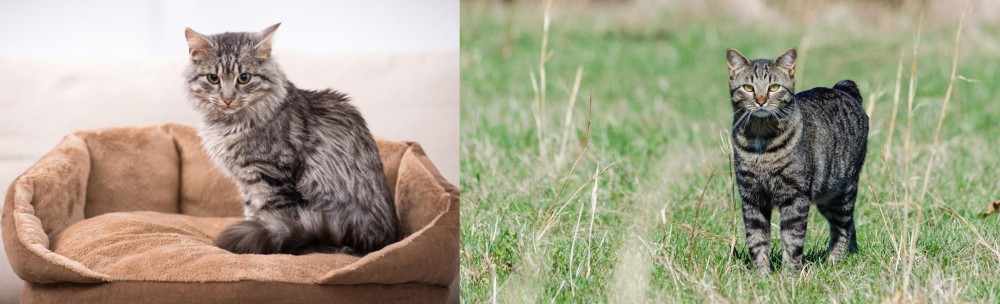 Manx vs Domestic Mediumhair - Breed Comparison