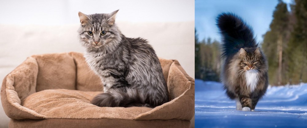 Norwegian Forest Cat vs Domestic Mediumhair - Breed Comparison