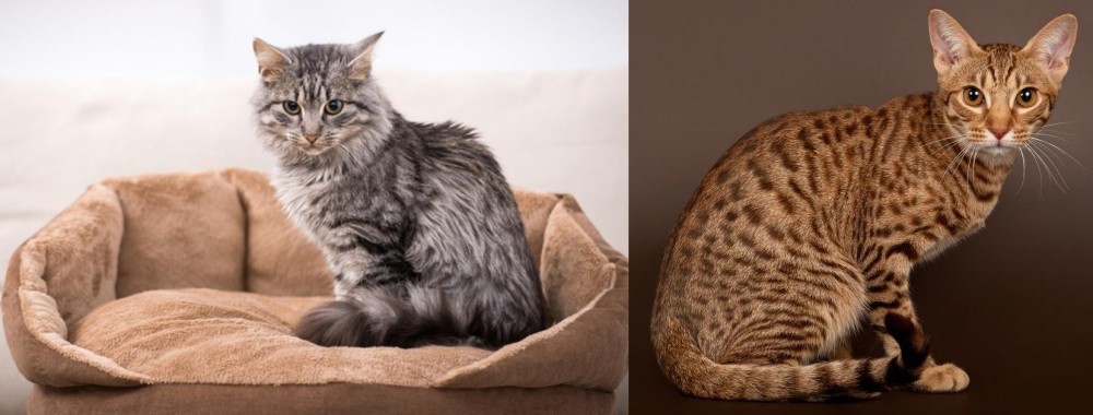 Ocicat vs Domestic Mediumhair - Breed Comparison