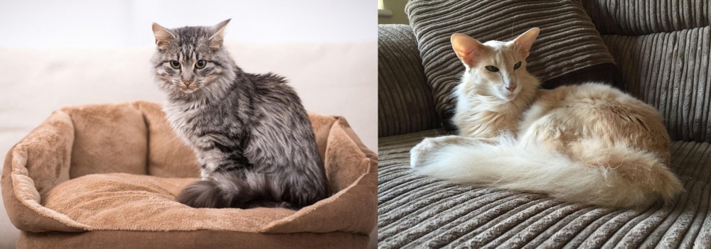 Oriental Longhair vs Domestic Mediumhair - Breed Comparison