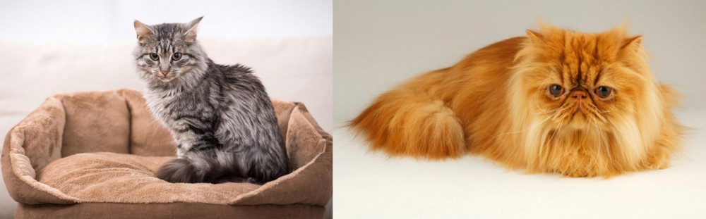 Persian vs Domestic Mediumhair - Breed Comparison
