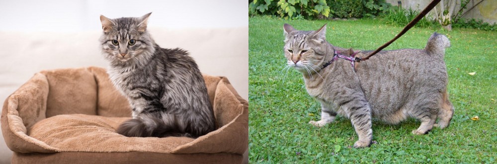 Pixie-bob vs Domestic Mediumhair - Breed Comparison