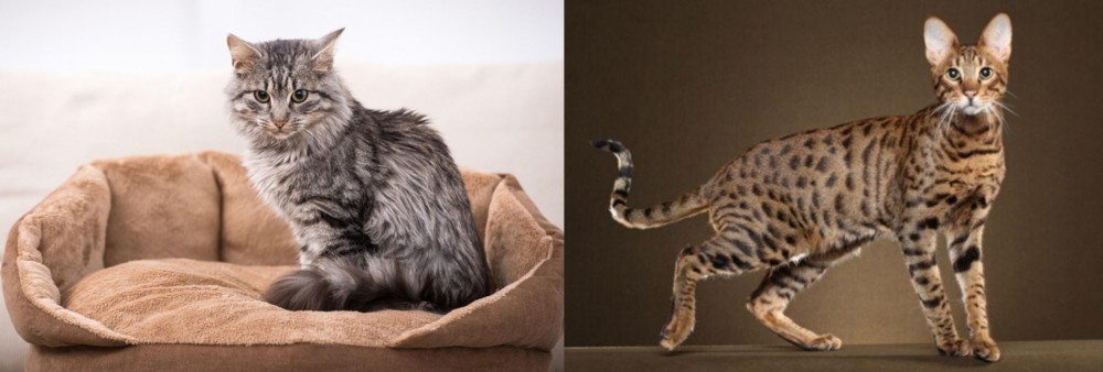 Savannah vs Domestic Mediumhair - Breed Comparison