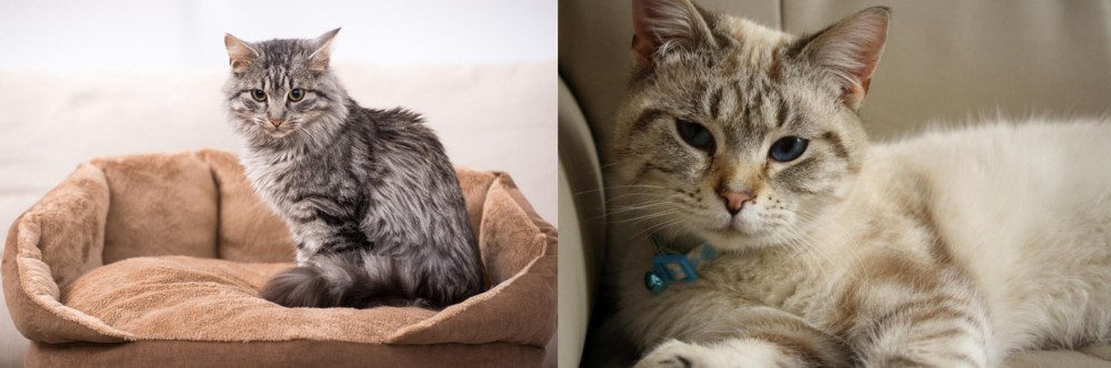 Siamese/Tabby vs Domestic Mediumhair - Breed Comparison