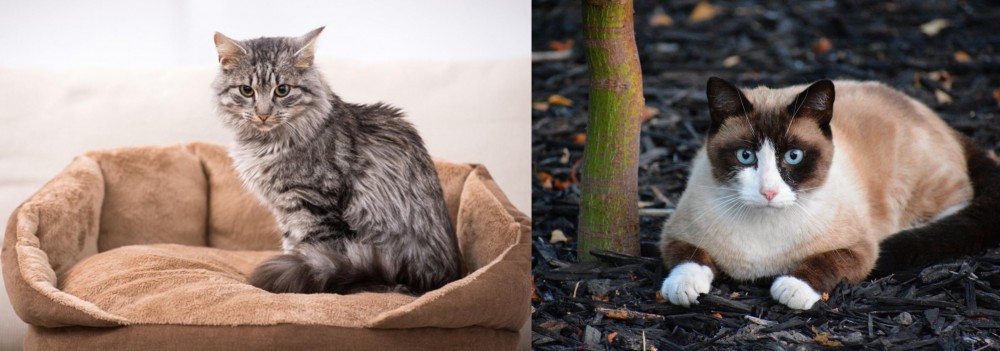 Snowshoe vs Domestic Mediumhair - Breed Comparison