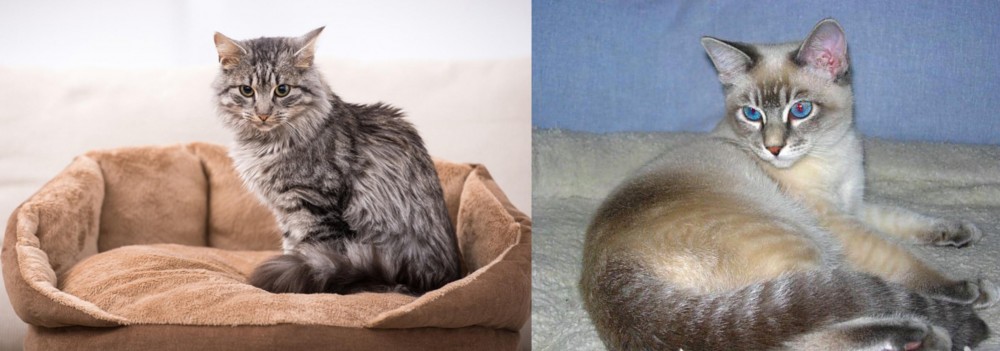 Tiger Cat vs Domestic Mediumhair - Breed Comparison
