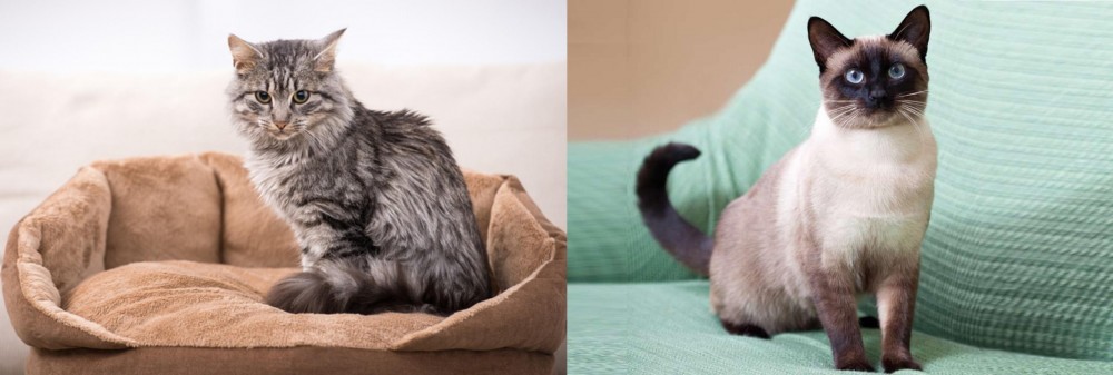 Traditional Siamese vs Domestic Mediumhair - Breed Comparison