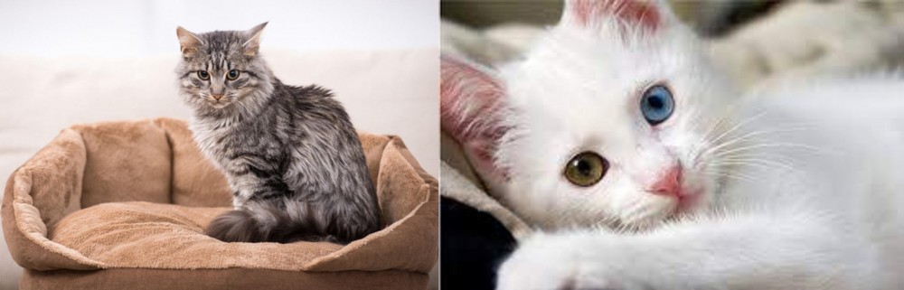 Van Kedisi vs Domestic Mediumhair - Breed Comparison